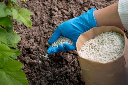 How To Choose The Right Soil & Correct Fertilizer