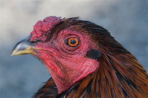Rooster Chicken Nature - Free photo on Pixabay - Pixabay