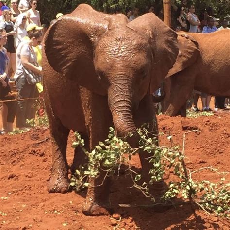 David Sheldrick Olifantenweeshuis En Giraffe Centre Tour Getyourguide