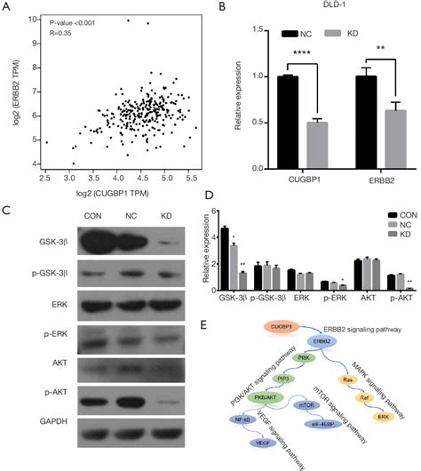 CUGBP1 may influence the progress of CRC through the ErbB signal ...