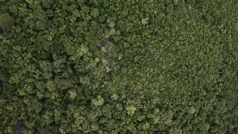 Aerial View of Forest · Free Stock Photo