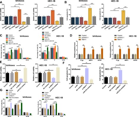 The Role Of RBAT1 And MiR 27b In The Viability Of Ishikawa And HEC 1B