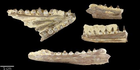 Cretaceous Atlas Of Ancient Life Platecarpus Tympaniticus