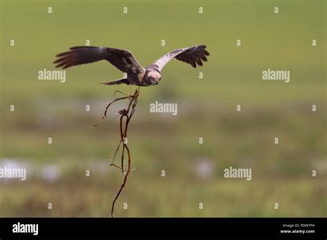 Marsh Harrier in breeding habitat flying with nesting material Stock Photo - Alamy