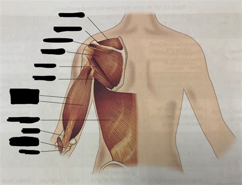 EXAM 2 Muscles That Move The Forearm Diagram Quizlet