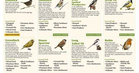 A Guide to Bird Feeding Infographic for http://ift.tt/2gUqHTb Picturing ...