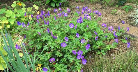 Garden Amateur Looking Good