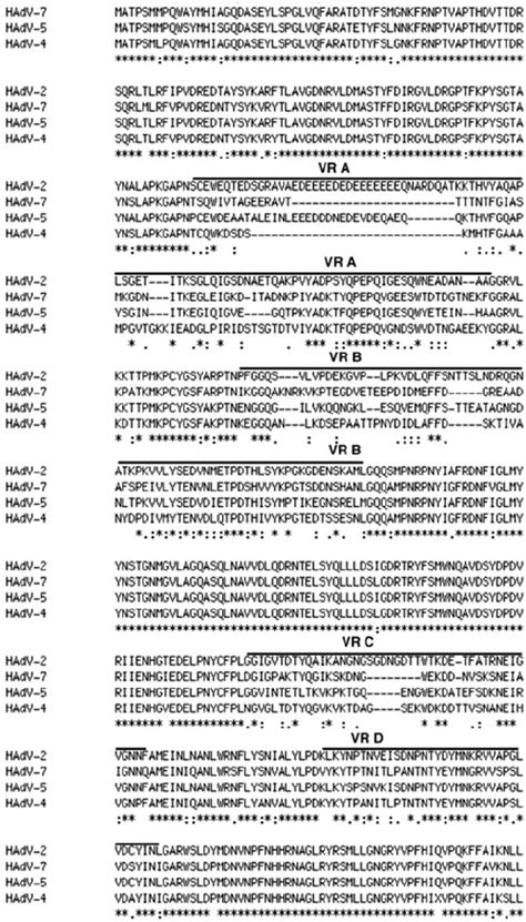 Multiple Sequence Alignment Of The Hexon Proteins Of HAdV Serotypes 2