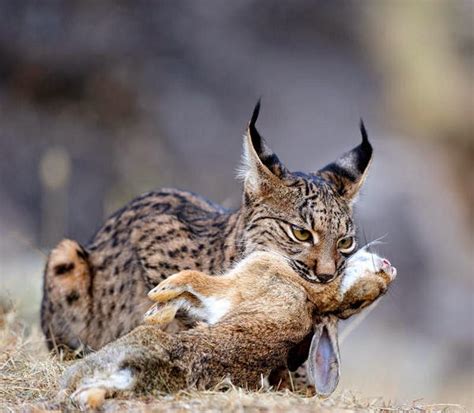 Arriba Foto Por Qu Est En Peligro De Extinci N El Lince Ib Rico