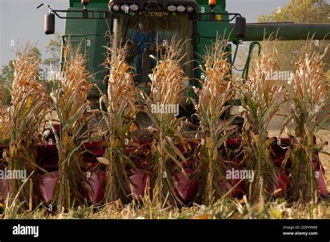 Combine Harvester Harvesting Maize In The Dropt Valley Near Duras Lot