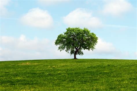 Tree In The Landscape Free Stock Photo Public Domain Pictures