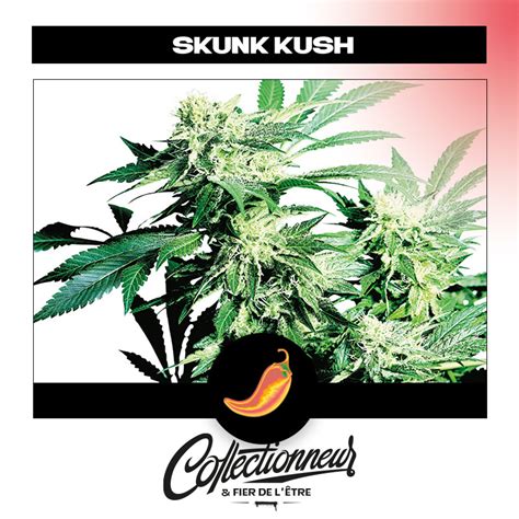 Graines De Collection Féminisées Skunk Kush Sensi Seeds Streetshop