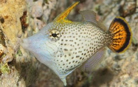 Fantail Filefish - Filefish - Pervagor spilosoma | Tank Facts