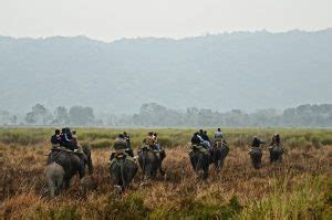 Elephant Safari in India | Elephant Rides at Major National Parks