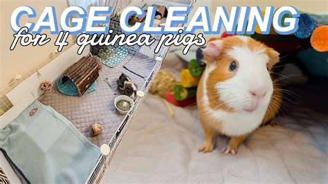 CAGE CLEANING FOR 4 GUINEA PIGS YouTube