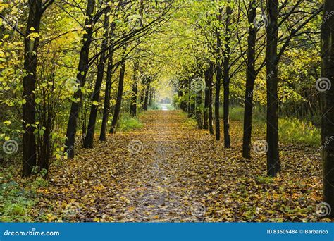 Path Between Rows Of Trees Stock Photo Image Of Geographic 83605484