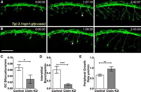 Calsyntenin Regulates Axon Branching And Endosomal Trafficking During