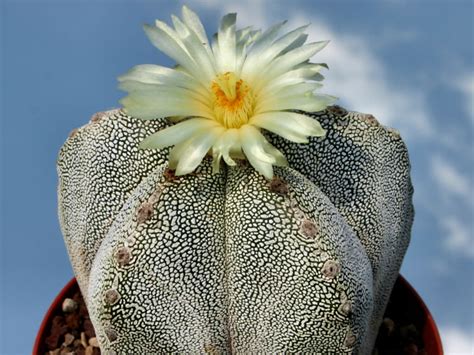 Astrophytum Myriostigma Onzuka World Of Succulents