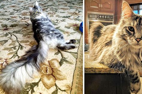 Michigan Cat Shows Off Worlds Longest Tail The Floofiest