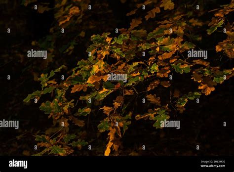 Discolored Leaves In Autumn On An Oak Tree Hi Res Stock Photography And