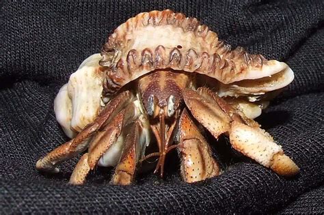 Shelled Pets A Comprehensive Guide To Hermit Crab Care Exopetguides