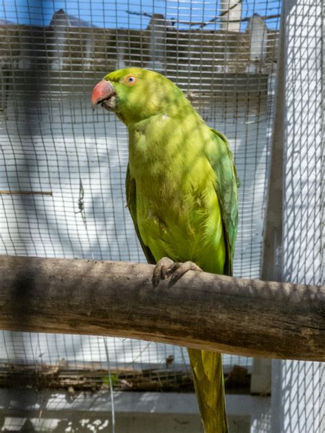 Rose Ringed Parakeet Psittacula Krameri Zoochat