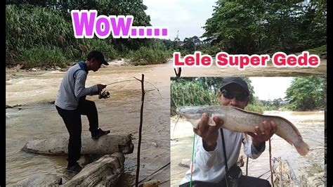 MANCING IKAN LELE KELI GEDE DUMBO LIAR DI SUNGAI AIR KERUH YouTube