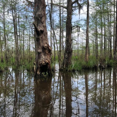 Honey Island Swamp Tour Review Northshore Parent