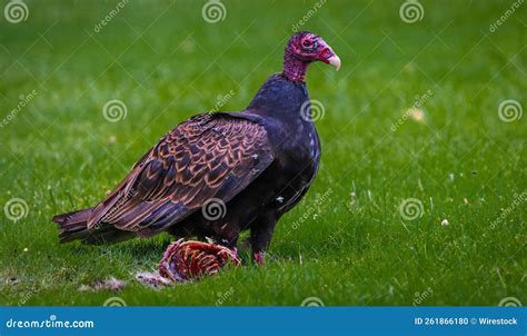 Closeup Shot Of A Domestic Vulture Turkey Meleagris Gallopavo