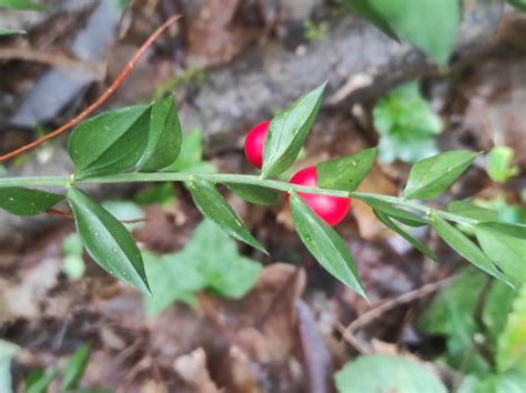 Ruscus aculeatus L. - Biodiversidade
