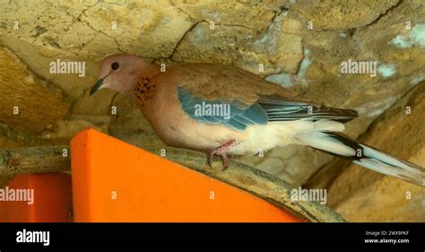 Senegal Turtle Dove Streptopelia Senegalensis Iran Masuleh Stock