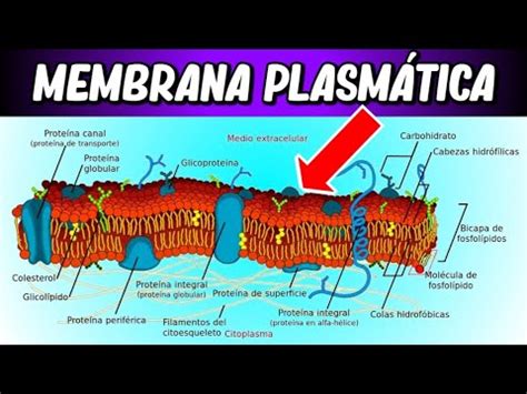 Estructura de la MEMBRANA CELULAR | ¿Por qué es tan IMPORTANTE? - YouTube