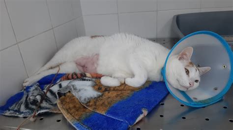 Reforma Atraer Impulso Orina De Gato Con Sangre Suerte Presunci N Necesario