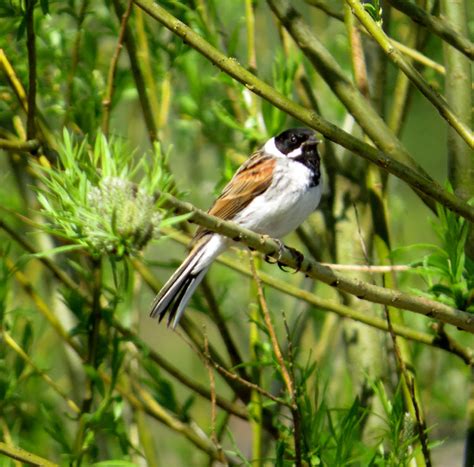 Reed Bunting Birdforum