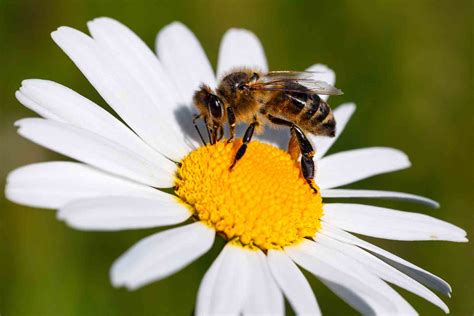 Abejas Funci N Y Beneficios De La Apicultura Blog Ruralv A