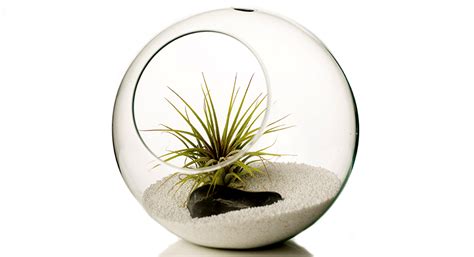 Αερόφυτα | Κηποδιάθεση