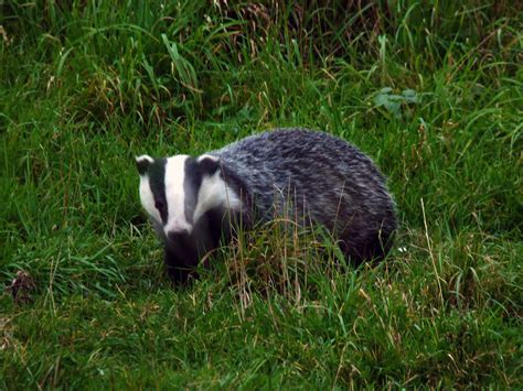 dorset allsorts badger watching