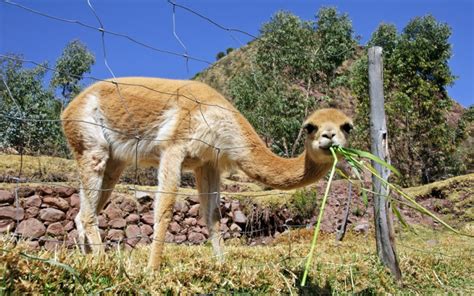 What Is the Gold of the Andes? | Wonderopolis