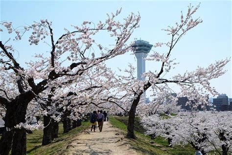 Hokkaido's Cherry Blossoms|Top 8 Cherry Blossom Spots Chosen by ...