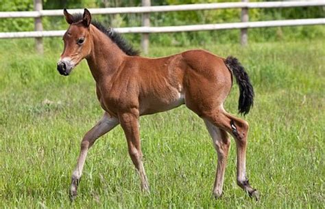 Australian Stock Horse - gallop to discover