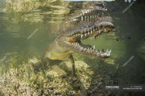 American saltwater crocodile showing teeth — Mouth Open, crocodylia - Stock Photo | #174400434