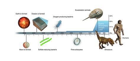 Simple Timeline Of Evolution