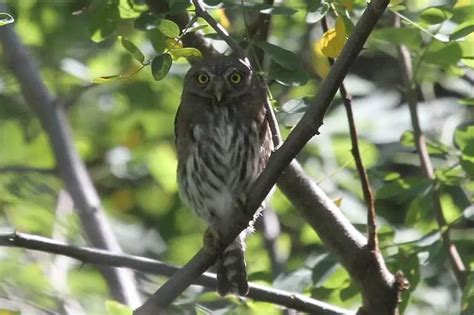 13 Types Of Owls In Arizona Pictures To Identify Them Bird Feeder Hub