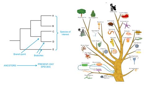 Professional Phylogenetic Tree Maker