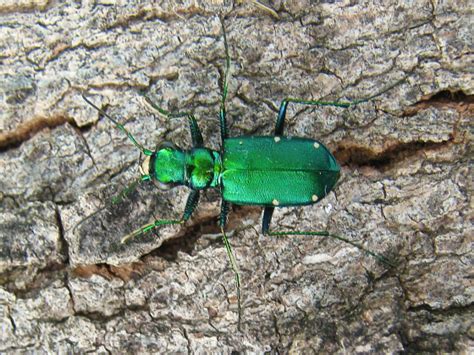 Six Spotted Tiger Beetle Cicindela Sexguttata Bugguide Net