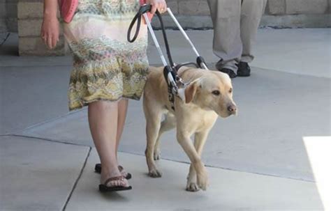 Whats The Difference Between Guide Dogs And Seeing Eye Dogs