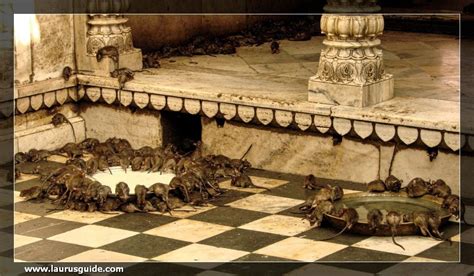 Karni Mata Temple At Deshnoke Is A Renowned Centre For Rat Worship The