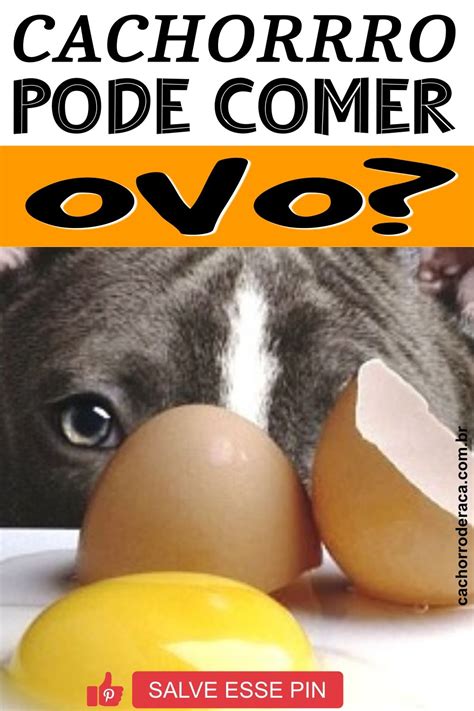 Pin em Alimentação para Cães