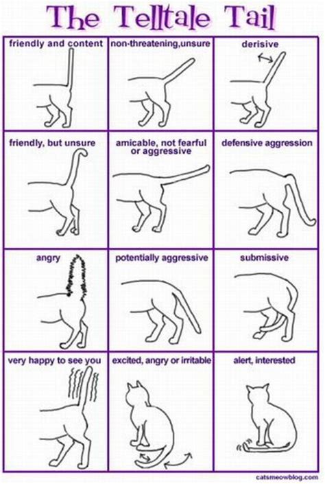 The Telletale Tail Cat Body Language Funpicc