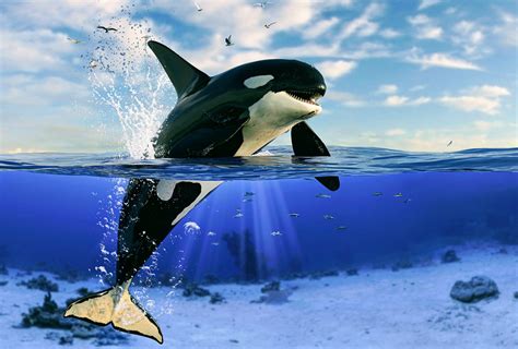 The Biggest Killer Whale In The World